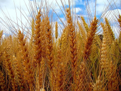 barley 01