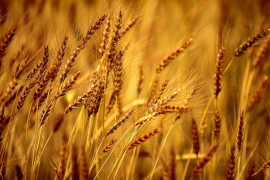 barley 05