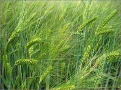 barley 07