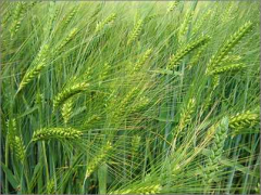 Обзор зернового рынка на 12.05.2023 — barley 07
