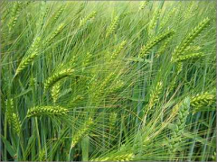 barley 07