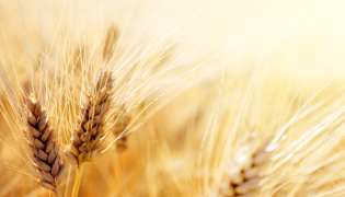 wheat 16