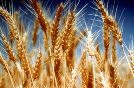 wheat 34